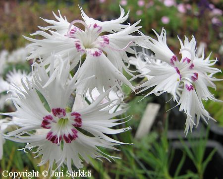 Dianthus spiculifolius, neilikka